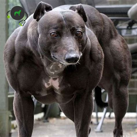 dog with myostatin deficiency|Bully Whippet Syndrome in Dogs .